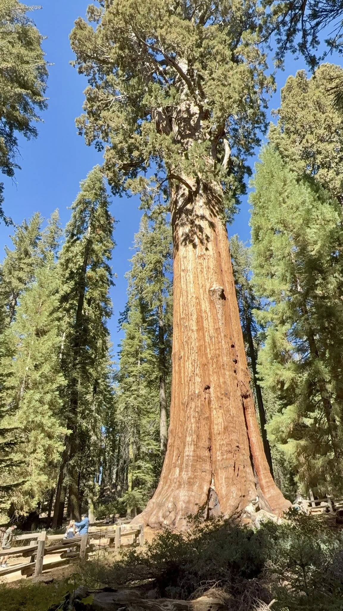 Sequoia National Park